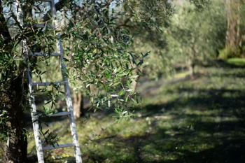 Olivenolie